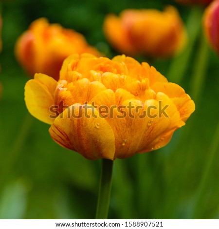 Similar – Image, Stock Photo Tulips red yellow orange purple