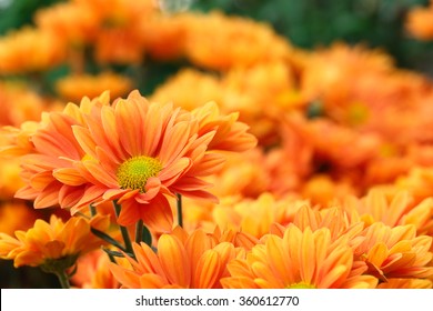 It is Orange flowers with orange background.