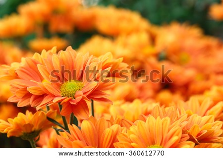 It is Orange flowers with orange background.