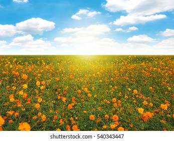 Orange Flowers Blooming In The Field On Blue Sky Background.