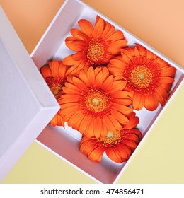 Orange Flowers In The Box. Minimal Design