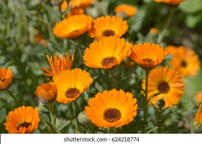 Orange flowers (Calendula)