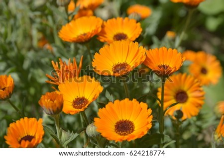 Orange flowers (Calendula)