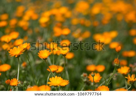 Similar – Mohnfeld Mohnblumen Blume