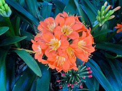 Orange Flowers Of A Clivia Plant. Clivia × Cyrtanthiflora
