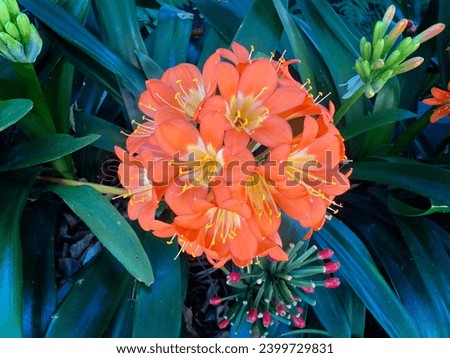Orange flowers of a Clivia plant. Clivia × cyrtanthiflora
