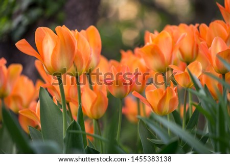 Orange flowers in a close-up shot with nice out of focus background