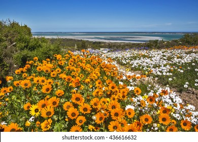 Orange Flowers Covers The Fields Along The Cape West Coast In South Africa After Heavy Rains During The Flower Season In Spring Time