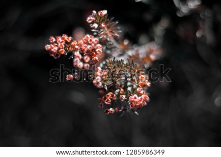 Similar – Decoration with baby’s breath and glass vase in front of pink background