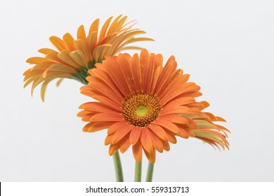 Orange Flowers Of Gerbera