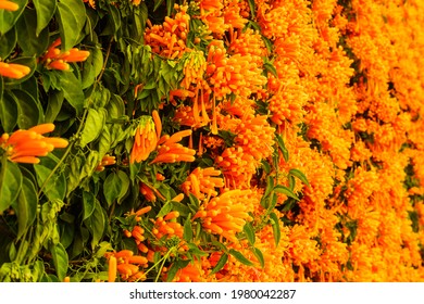 Orange flowers hanging over the garden fence wall in Spain. Pyrostegia venusta. Nature, blooming background.