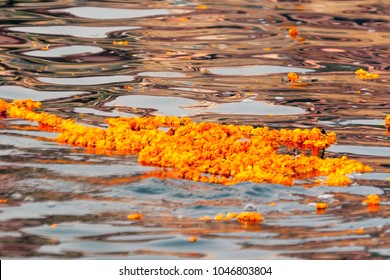 Orange Flowers In Holy River Ganges, Varanasi, India.