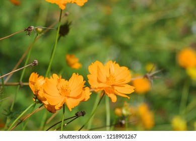 Orange flowers on green leaves