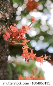 Orange Flowers On A Tree In University Of The Philippines Diliman (UP Diliman), Quezon City, Philippines