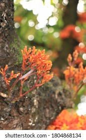 Orange Flowers On A Tree In University Of The Philippines Diliman (UP Diliman), Quezon City, Philippines