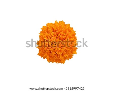 orange flowers on a white background