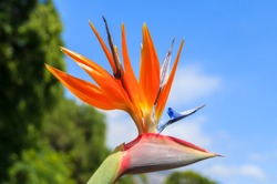 Orange Flowers Pride Of Madeira In Santa Catarina City Park Of Funchal, Madeira Island, Portugal
