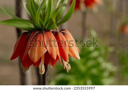 Orange flowers of the royal grouse in spring garden. Fritillaria imperialis or crown imperial. Close-up an orange Kaiser's crown. Orange Flowering Imperial Fritillary. Floral background. Summer flower