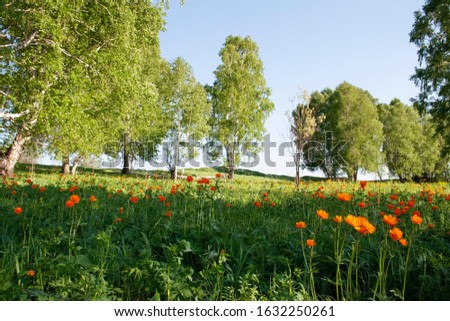 Orange flowers. Spring forest. Beautiful spring flowers in the forest. 
Spring flower field and blue sky. Forest of brightly coloured flowers. Beautiful spring flowers in the forest. 

