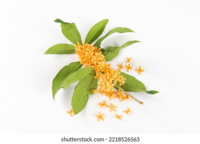 orange flowers of Sweet Osmanthus fragrans on white background - Shutterstock ID 2218526563