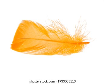 Orange Fluffy Feather Isolated On The White Background