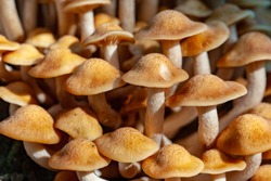 Orange Forest Nameko Mushrooms