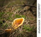 Orange fox (Hygrophoropsis aurantiaca) in winter time.