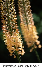 Orange Foxtail Lily In Garden