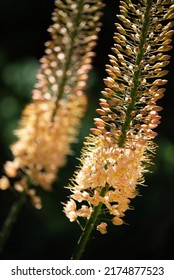 Orange Foxtail Lily In Garden