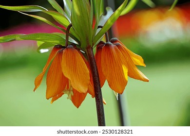 Orange Fritillaria flowers hanging like bells (Morges, Vaud) - Powered by Shutterstock