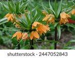 Orange Fritillaria imperialis, crown imperial, imperial fritillary or Kaiser