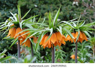 Orange Fritillaria imperialis, crown imperial, imperial fritillary or Kaiser's crown ‘Sunset’ in flower. - Powered by Shutterstock