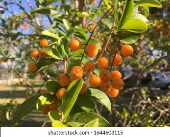 The orange fruit of the flower tree.