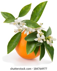 Orange Fruit With Leaves And Blossom Isolated On A White Background 