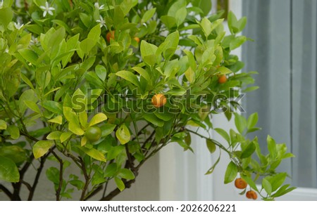 Orange Fruit on an Evergreen Hybrid Calamondin or Calamansi Tree (Citrus x microcarpa) Growing on a Terrace in a Garden in Rural Devon, England, UK