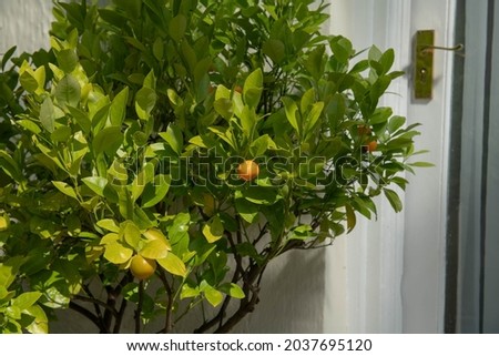 Orange Fruit on an Evergreen Hybrid Calamondin or Calamansi Tree (Citrus x microcarpa) Growing on a Patio Terrace in a Garden in Rural Devon, England, UK
