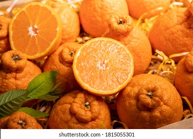 Orange Fruit With Orange Slices And Leaves In Wooden Box, Dekopon Orange Or Sumo Mandarin Tangerine With Leaves In Box Packaging.