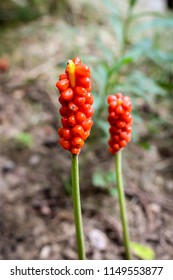 Orange Fruits Of Arum Maculatum / Snakeshead