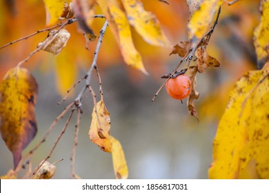 The Orange Fruits And Fall Leaves Of An American Persimmon Tree In Pennsylvania.