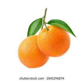 Orange fruits hangging with branch and green leaves isolated on white background. - Powered by Shutterstock