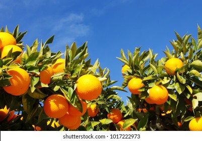 Orange fruits hanging on tree