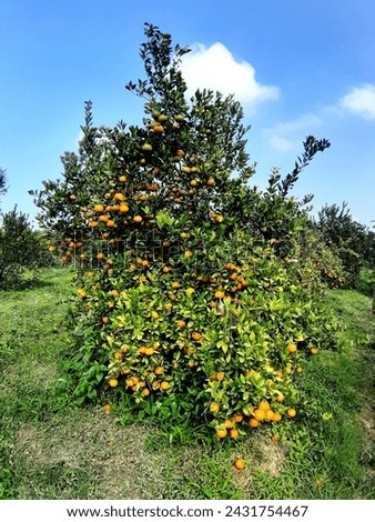 orange fruits malang jawatimur indonesia