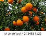 Orange fruits on the branch in the orange grove. Rain-soaked oranges.