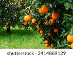 Orange fruits on the branch in the orange grove. Rain-soaked oranges.