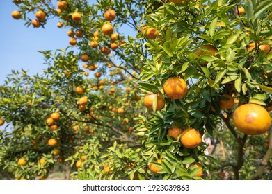 Orange fruits. Orange tree with fruits
