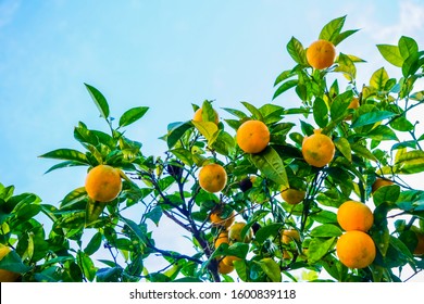 Orange fruits tree against blue sky with green leaves on tree. Fresh oranges.