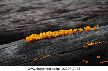 Orange fungus on dark wet tree bark finger like structures against the constrasting wood color