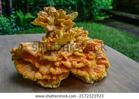 Orange fungus on tree - laetiporus sulphureus, sulphur shelf .Chicken of the woods, bracket fungus on tree stump .