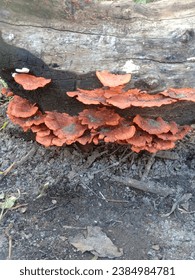 orange fungus that grows on dry outer bark - Shutterstock ID 2384984781