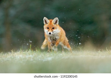 Orange Fur Coat Animal In The Nature Habitat. Fox On The Green Forest Meadow. Red Fox Jumping , Vulpes Vulpes, Wildlife Scene From Europe. Fox Running In The Snow.